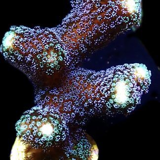 WYSIWYG 10i Purple Stylophora Milka Extra Large