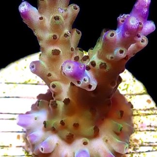 WYSIWYG M13 Pearlberry Acropora Frag