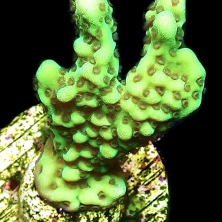 WYSIWYG 22A Appleberry Montipora Frag