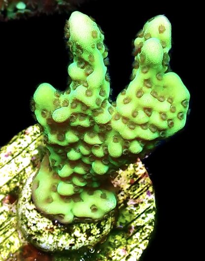 WYSIWYG 22A Appleberry Montipora Frag