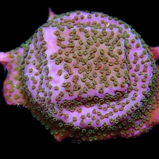 WYSIWYG 8D Pokerstar Montipora Frag