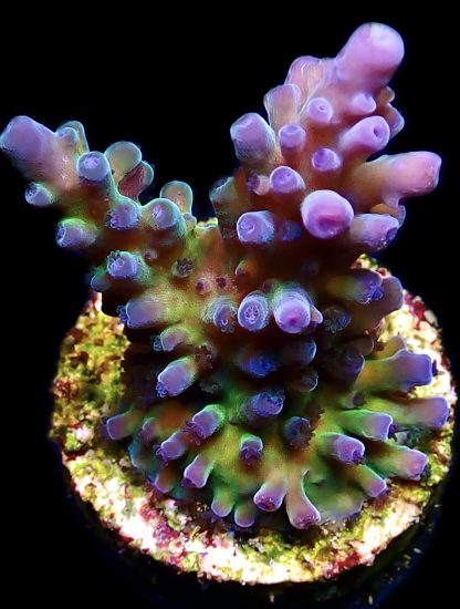 WYSIWYG 12E Miyagi Tort Acropora Large
