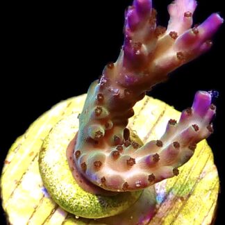 WYSIWYG 10H Pearlberry Acropora Frag
