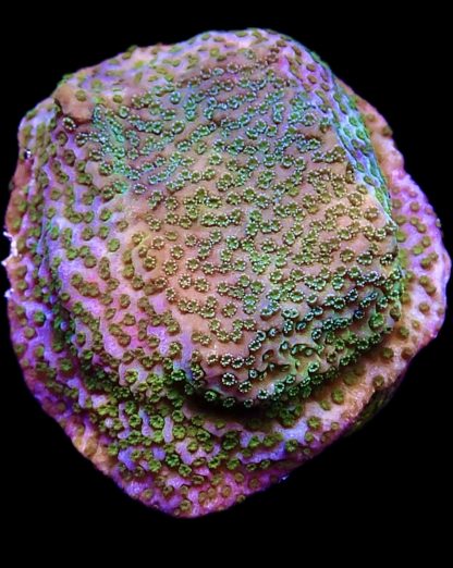 WYSIWYG 8K Pokerstar Montipora Frag