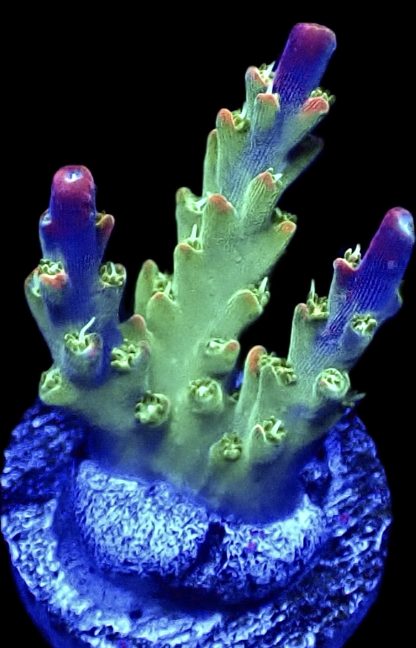 WYSIWYG 16F M.O.C. Bubblebath Unicorn Acropora Frag