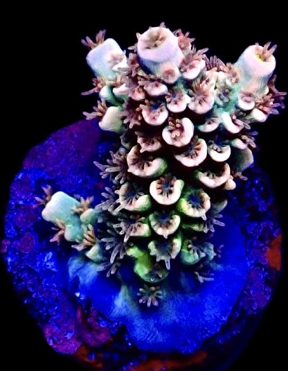 WYSIWYG 16G M.O.C. Wild Heather Acropora Tenius