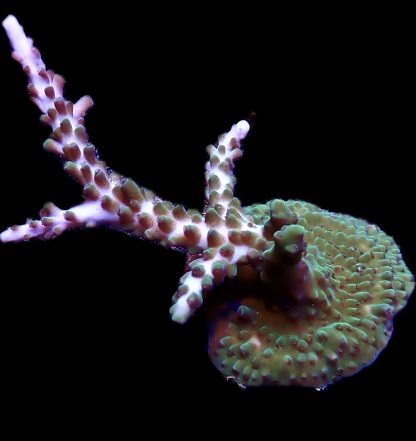 WYSIWYG 9J  Acropora Selago Extra Large Frag