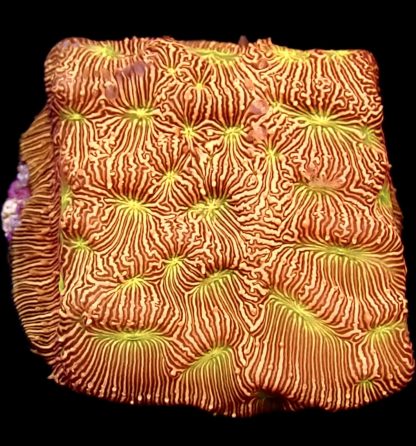 WYSIWYG 10J Jack 'O' Lantern Leptoseris Frag