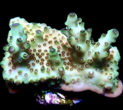 WYSIWYG 14i Rainbow Acropora Granulosa Frag