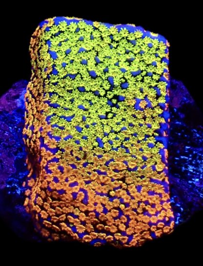 WYSIWYG 15B Rainbow Montipora Frag