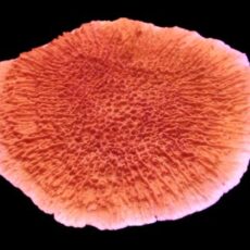 Orange Plating Montipora Capricornis Frag