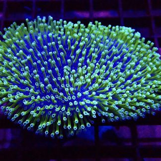 WYSIWYG Green Polyped Toadstool Leather Frag