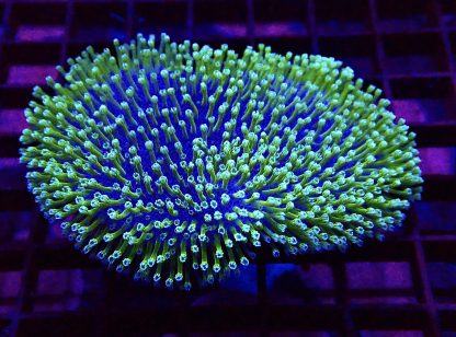 WYSIWYG Green Polyped Toadstool Leather Frag