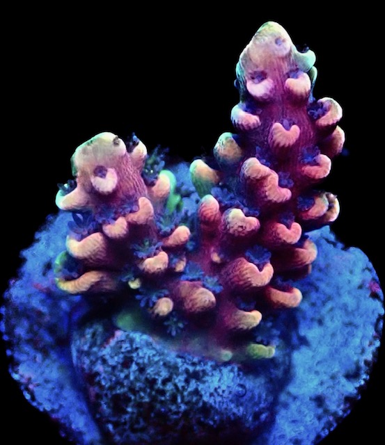 WYSIWYG 14H Pink Cadillac Acropora - mailordercorals.com