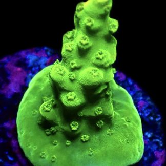 WYSIWYG 9G Rainbow Loom Acropora