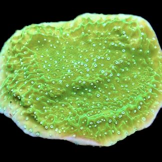 WYSIWYG 8C Pink Rim Emerald Plating Montipora Frag