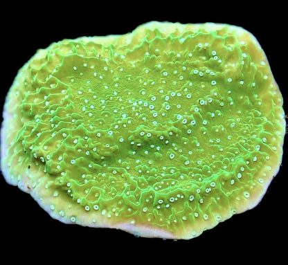WYSIWYG 8C Pink Rim Emerald Plating Montipora Frag