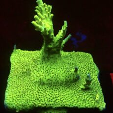 WYSIWYG L2 Neon Highlighter Acropora (100mm Colony)