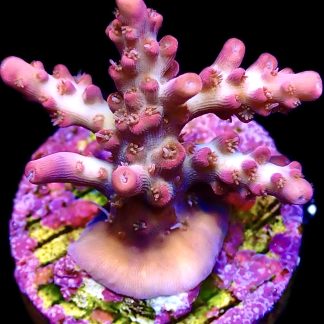WYSIWYG 22E M.O.C. Barbie Blush Acropora Frag