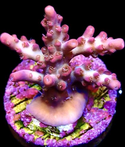 WYSIWYG 22E M.O.C. Barbie Blush Acropora Frag