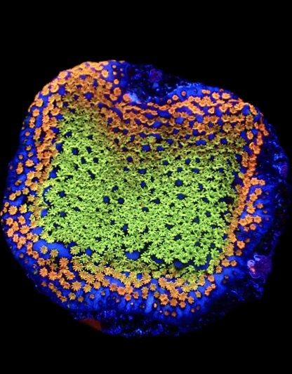 WYSIWYG 11i Rainbow Montipora