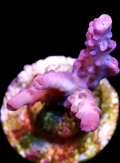 WYSIWYG 16C M.O.C. Barbie Blush Acropora Frag