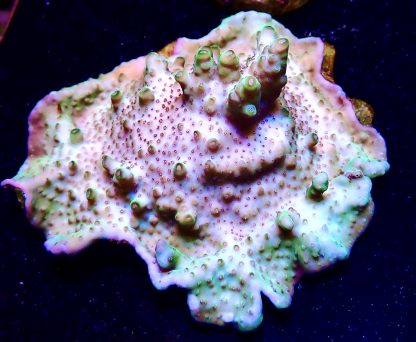 WYSIWYG 15G Berry Blast Acropora Granulosa Cultured Colony