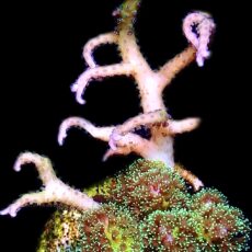 WYSIWYG 26A Sparkling Tinsel / Limeberry Hysterix Double Frag