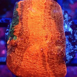 WYSIWYG 30B Grafted Orange, Green And Gold Chalice Frag