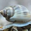 Nassarius Detritus Snail Large  - 5 Pack