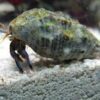 Algae Hermit Crab - 5 Pack