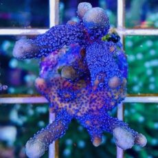 M.O.C. Metallic Blue Polyped Montipora Digitata Frag