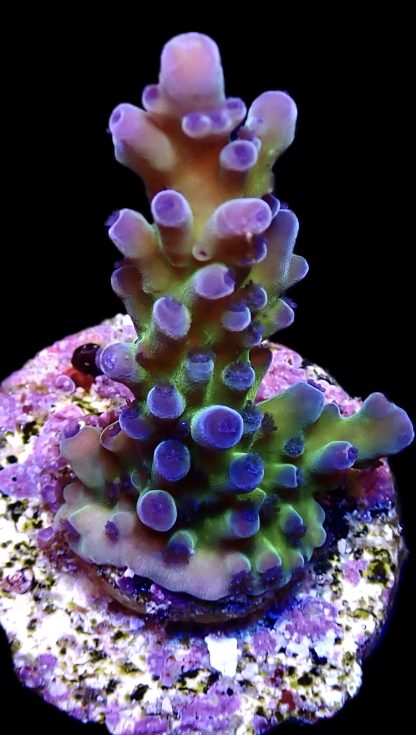 WYSIWYG 8D Acropora Frag