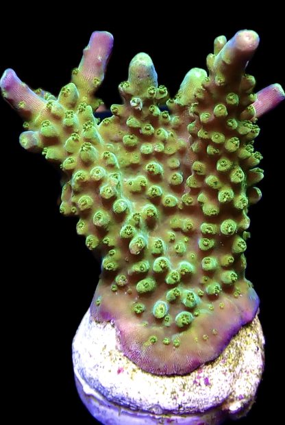 WYSIWYG 15D Joker Acropora Frag