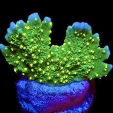 WYSIWYG 11B Montipora Hirsuta Frag