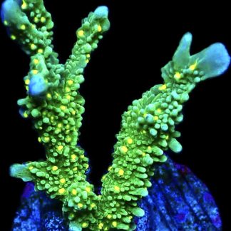 WYSIWYG 10J Montipora Hirsuta Frag