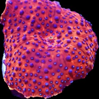 Blue Spotted Red Discosoma Mushroom