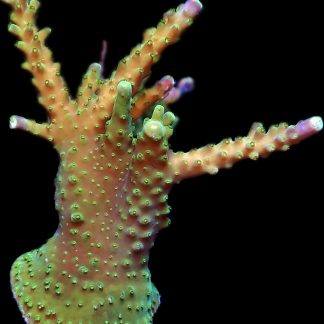 WYSIWYG 15D Joker Acropora Frag Extra Large