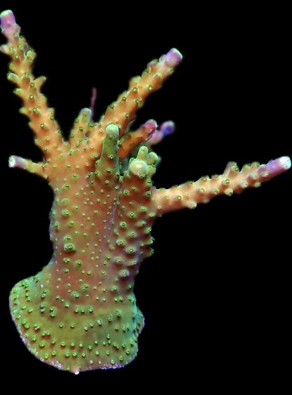 WYSIWYG 15D Joker Acropora Frag Extra Large