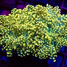 Lime Based Orange Frogspawn
