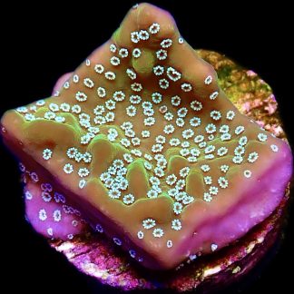 WYSIWYG 15B Montipora Undata Frag
