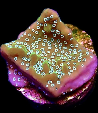 WYSIWYG 15B Montipora Undata Frag