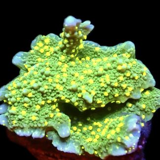 WYSIWYG 9H Montipora Hirsuta Frag Large