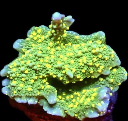 WYSIWYG 9H Montipora Hirsuta Frag Large