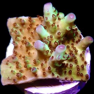 WYSIWYG 21G Berry Blast Acropora Granulosa Frag