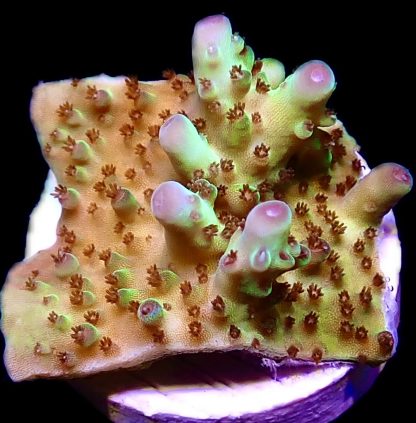 WYSIWYG 21G Berry Blast Acropora Granulosa Frag