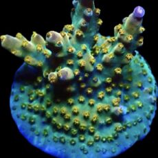 Midnight Beacon Acropora Frag Small