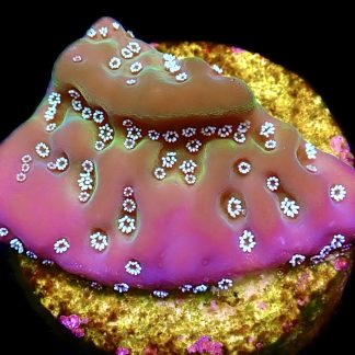 WYSIWYG 23K Montipora Undata Frag