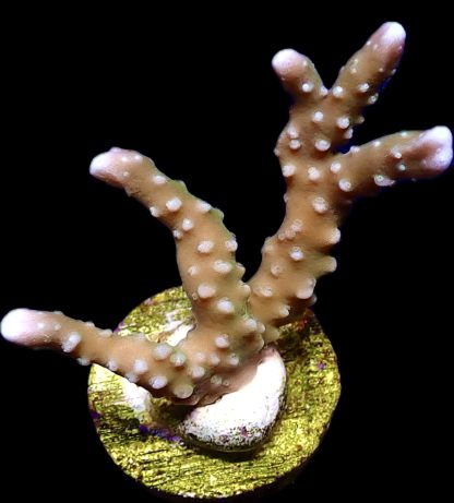 WYSIWYG 13K Pink Pearl Anacropora Frag