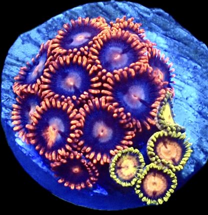 WYSIWYG  Zoanthid Frag Q19